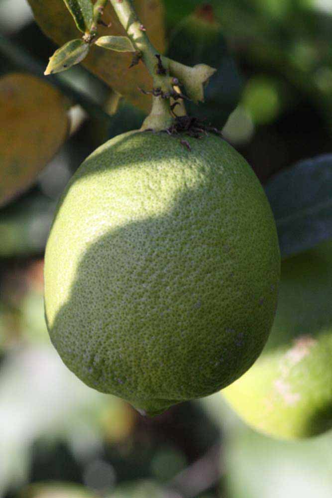            Fruit (Egyptian, Riverside, CA)   